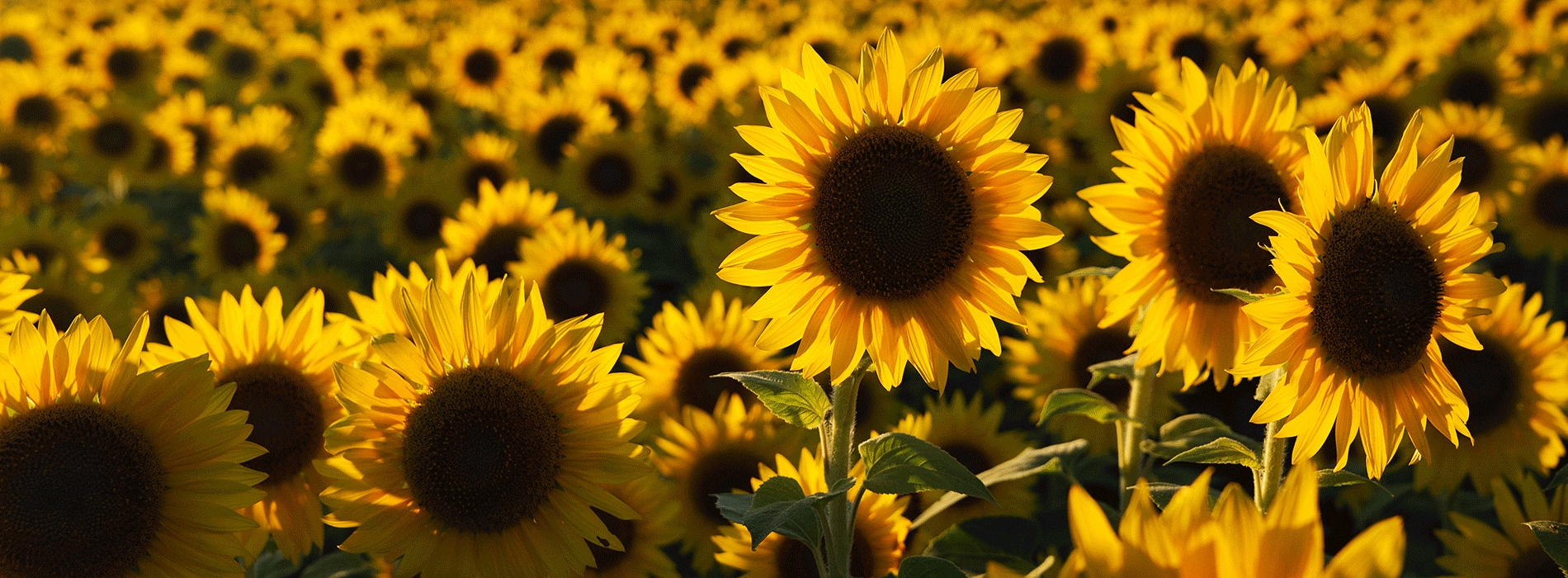 homepage sunflower gif header